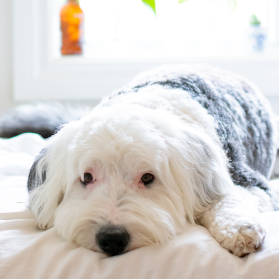 black and white mini sheepadoodle black and white mini sheepadoodle on bed